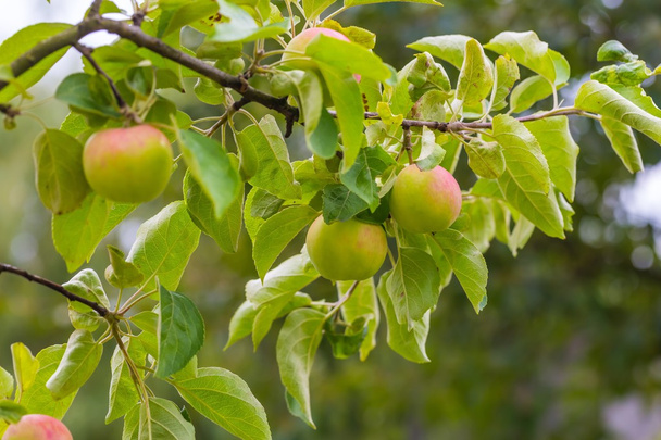 Молодые яблоки на ветках
 - Фото, изображение
