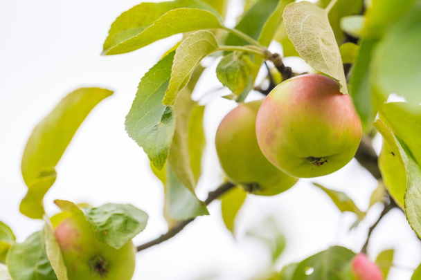 Молодые яблоки на ветках
 - Фото, изображение