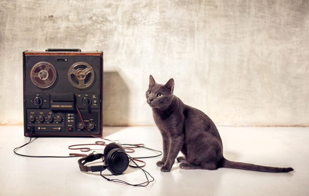 cat with magnetophone and headphones - Photo, Image