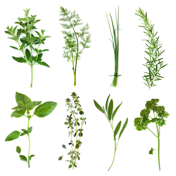 Herbs Collection - Photo, Image