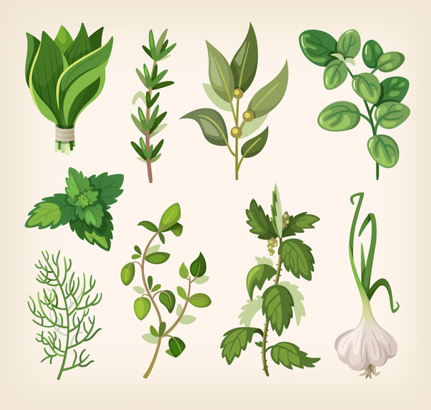 Seasoning and dressing herbs - Vector, Image