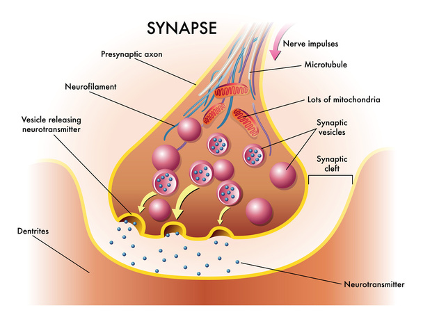 Illustrazione medica di elementi di sinapsi
 - Vettoriali, immagini
