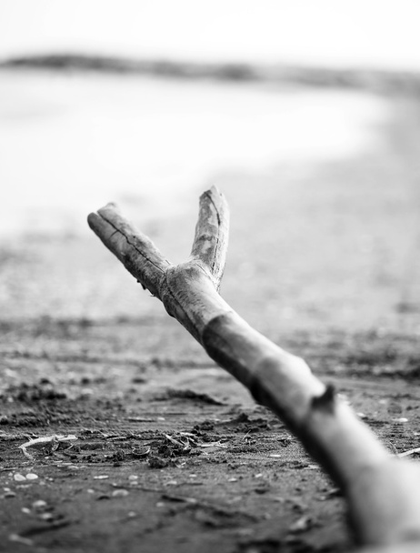 виловидная ветвь на морском берегу
 - Фото, изображение