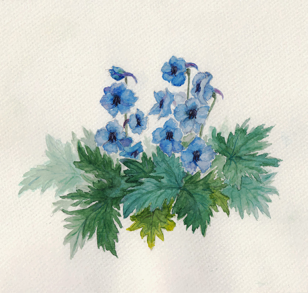 Bush blue anemones.  - Vektör, Görsel