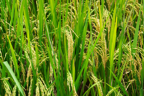 pirinç alan arka plan - Fotoğraf, Görsel