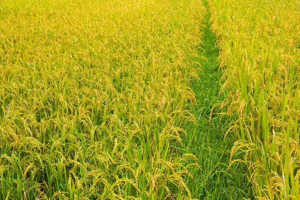 rice field background - Photo, Image