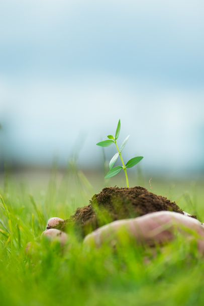 Human is holding a small green plant with soil in hands over the green grass background - Photo, Image