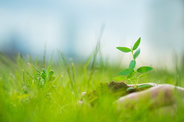 Человек держит маленькое зеленое растение с почвой в руках на зеленом фоне травы
 - Фото, изображение