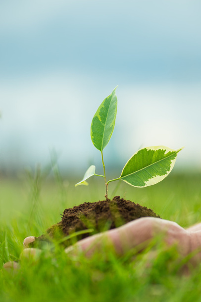 Člověk se drží malá zelená rostlina s půdou v rukou pozadí zelené trávy - Fotografie, Obrázek