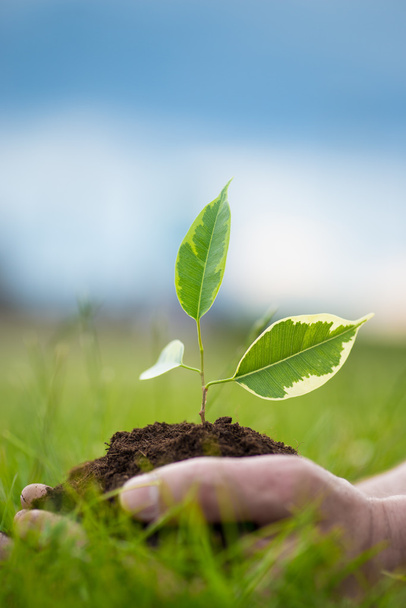 Human is holding a small green plant with soil in hands over the green grass background - Foto, afbeelding
