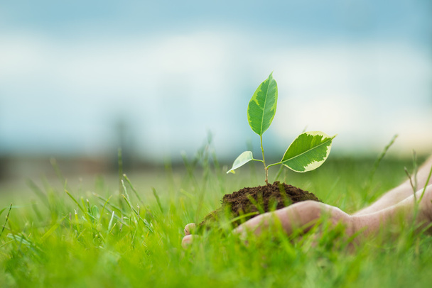Человек держит маленькое зеленое растение с почвой в руках на зеленом фоне травы
 - Фото, изображение