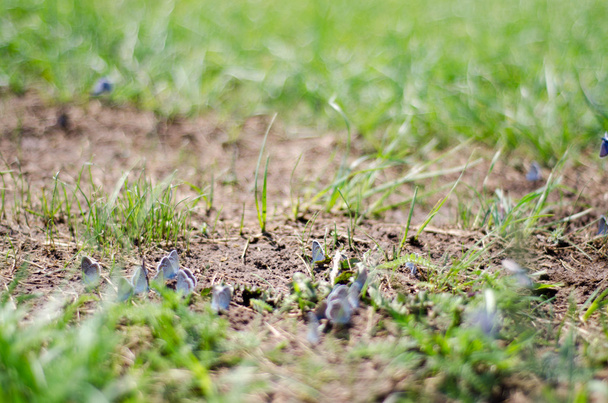 Beaucoup de papillons bleus assis sur le sol dans l'herbe
 - Photo, image