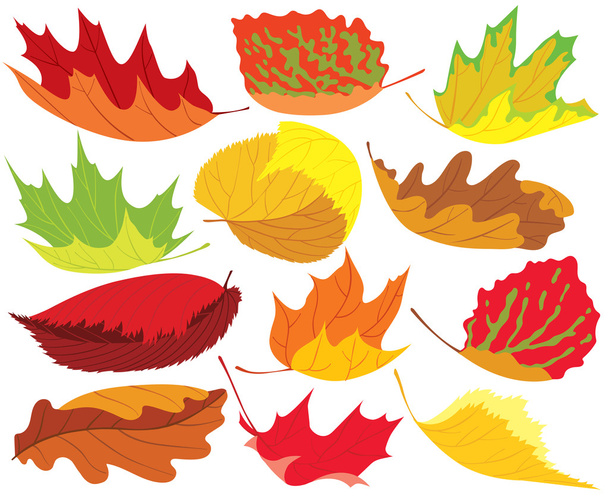 hojas de otoño colorido - Vector, imagen