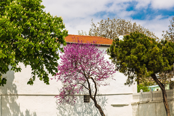 Duvar ve ağaç Istanbul'da - Fotoğraf, Görsel