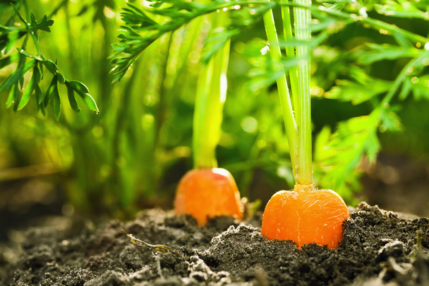 стиглі морква
 - Фото, зображення