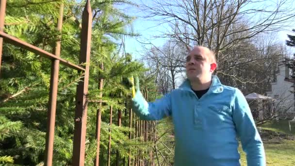 Closeup κηπουρός άνθρωπος κόψει hedge δέντρο έλατου με διάτμηση. 4k - Πλάνα, βίντεο