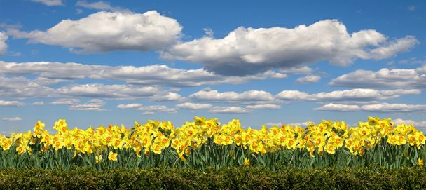 Louka plná květin Narcis - Fotografie, Obrázek