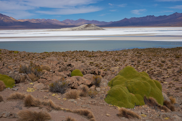 Lago Salado en el Altiplano
 - Foto, imagen
