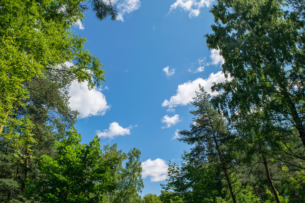 Blue sky with clouds over the forest. - Фото, зображення