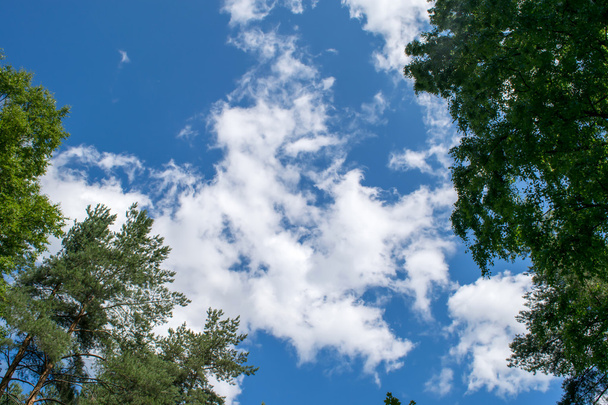 Блакитне небо з хмарами над лісом
. - Фото, зображення