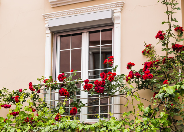 Ikkuna ruusuilla
 - Valokuva, kuva