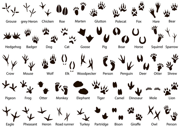 Animal and Bird Trails with Name - Vector, imagen