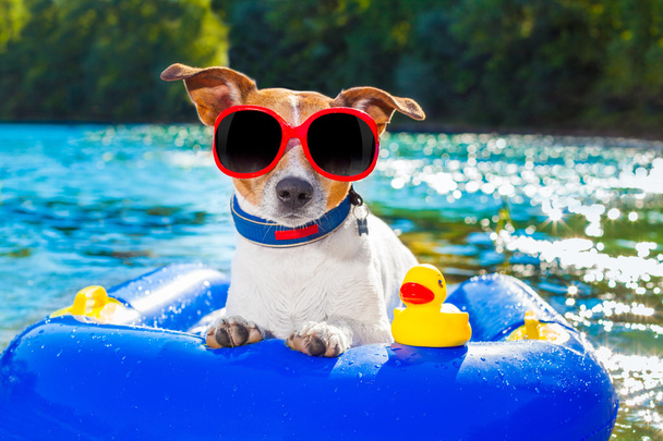 beach summer dog - Foto, Imagen