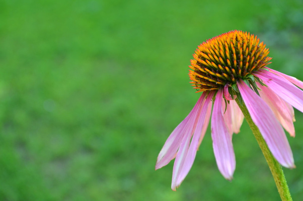 Echinacea - Φωτογραφία, εικόνα