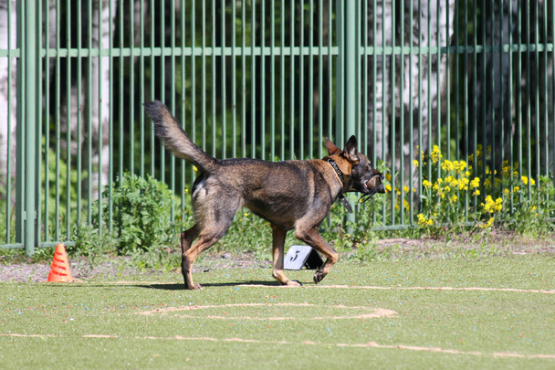 pes běží během výcviku - Fotografie, Obrázek