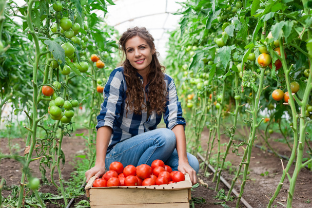 Young smiling agriculture woman worker and a crate of tomatoes in the front, working, harvesting tomatoes in greenhouse. - Photo, Image
