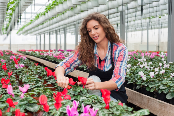 květinářství žena pracující s květinami ve skleníku. - Fotografie, Obrázek