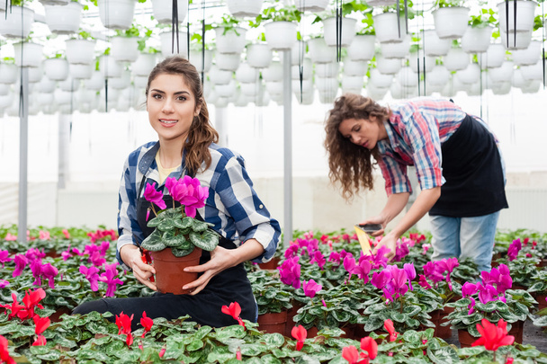 Fioristi donne che lavorano con i fiori in una serra
. - Foto, immagini