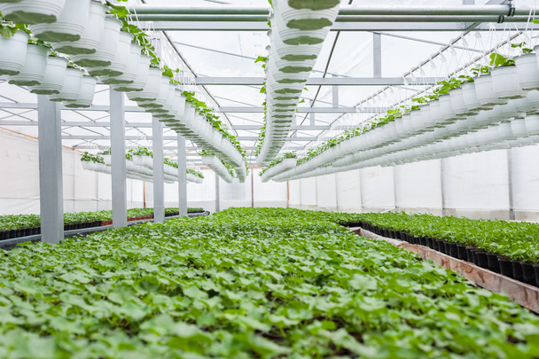 Floricultura en macetas colgantes en un invernadero
 - Foto, Imagen