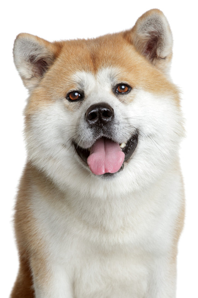 Akita inu portrait. isolated on white background - 写真・画像