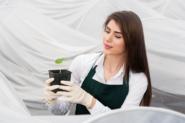 Giovane donna che lavora in una serra con in mano una pentola con piantina di cetriolo in una serra
 - Foto, immagini