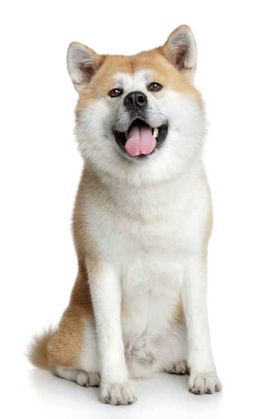 秋田犬犬の肖像画 - 写真・画像
