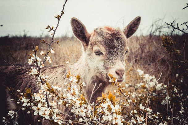 Goat - Foto, imagen