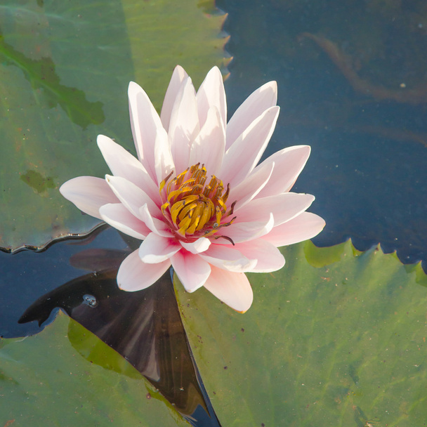 waterlelies drijvend op een meer - Foto, afbeelding