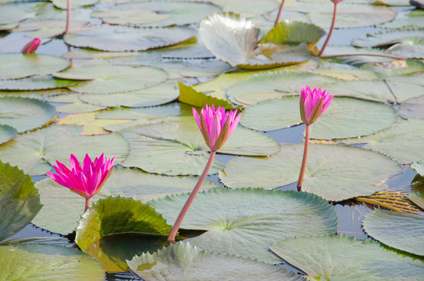 Lilie wodne pływające nad jeziorem - Zdjęcie, obraz