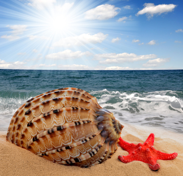Conch shell - Photo, Image