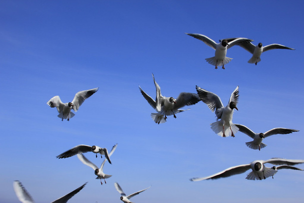 Sea gulls - Photo, Image