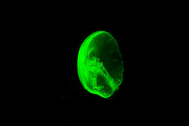 Háttér sötét medúza úszás - Fotó, kép
