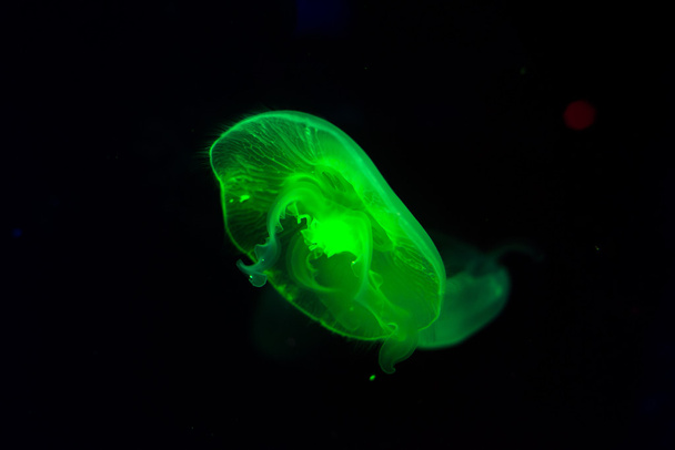 Background dark jellyfish swimming - Foto, Imagem
