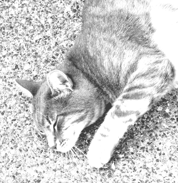 schlafende Katze - Foto, afbeelding