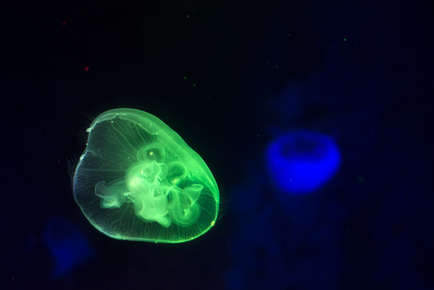 Background dark jellyfish swimming - Fotó, kép