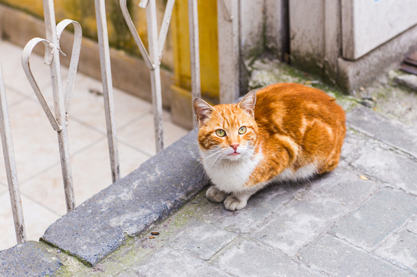 rode kat op straat - Foto, afbeelding