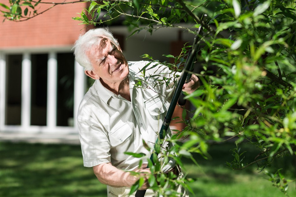elderly gardener cuts the trees - Фото, изображение