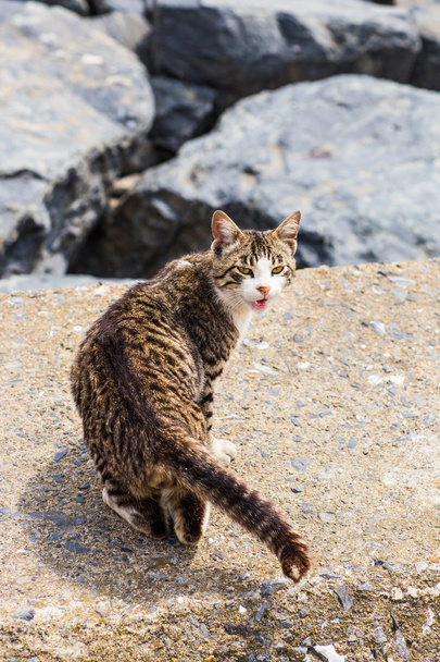 Kumsaldaki kedi. - Fotoğraf, Görsel