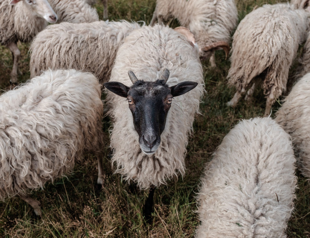 Flock of sheep. - Фото, изображение