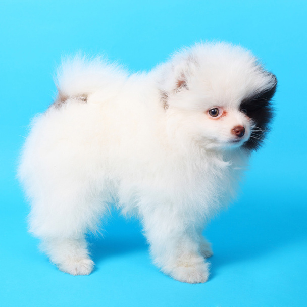Cute little spitz puppy - Фото, изображение